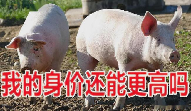 豬價(jià)8元橫盤，3月變盤窗口，上下如何選擇？